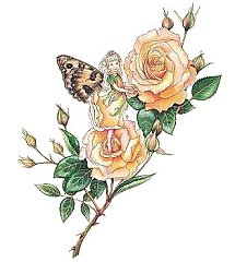 Fairy 23